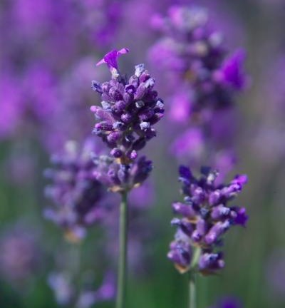 Lavender Baby Oil